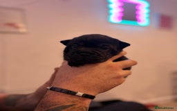 Shar Pei dogs for sale: Stunning Shar Pei Pups - Image 25