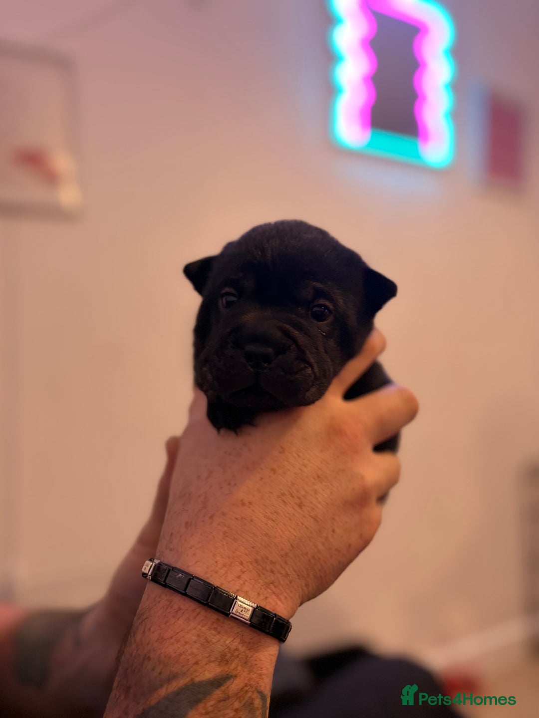 Shar Pei dogs for sale: Stunning Shar Pei Pups - Image 25