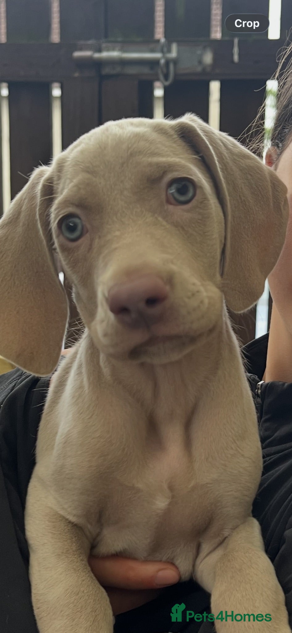 Weimaraner dogs Weimaraner pups, kc reg , 7 boys , 2 girls - Advert 5