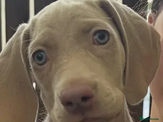 Weimaraner dogs Weimaraner pups, kc reg , 7 boys , 2 girls - Advert 10
