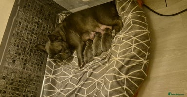 French Bulldog dogs 2 blue french bulldog boys for sale. - Advert 3