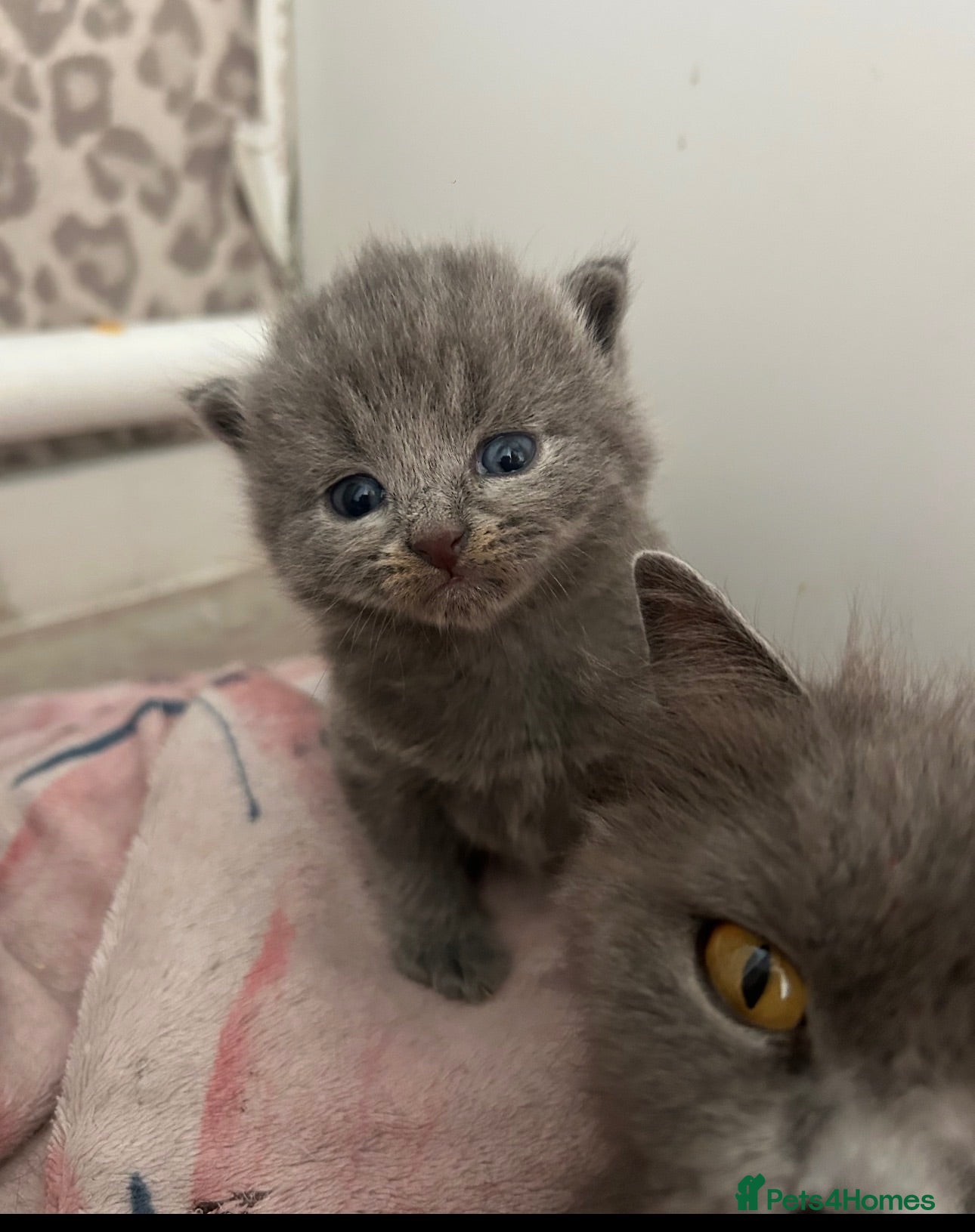 British Shorthair cats British shorthairs 🐾❤️ - Advert 4