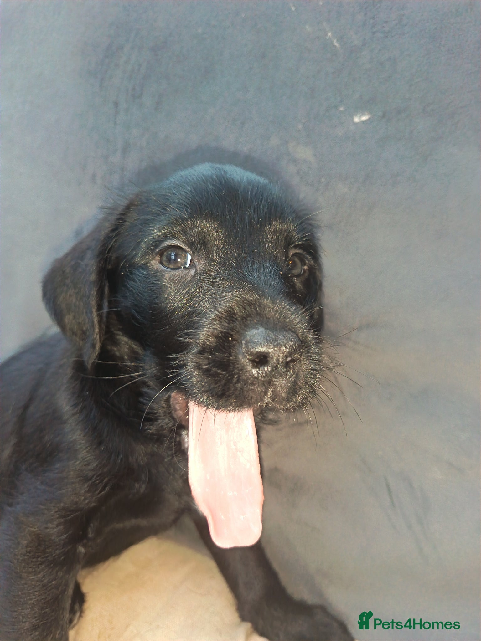 Mixed Breed dogs American bully cross goldendoodle - Advert 22