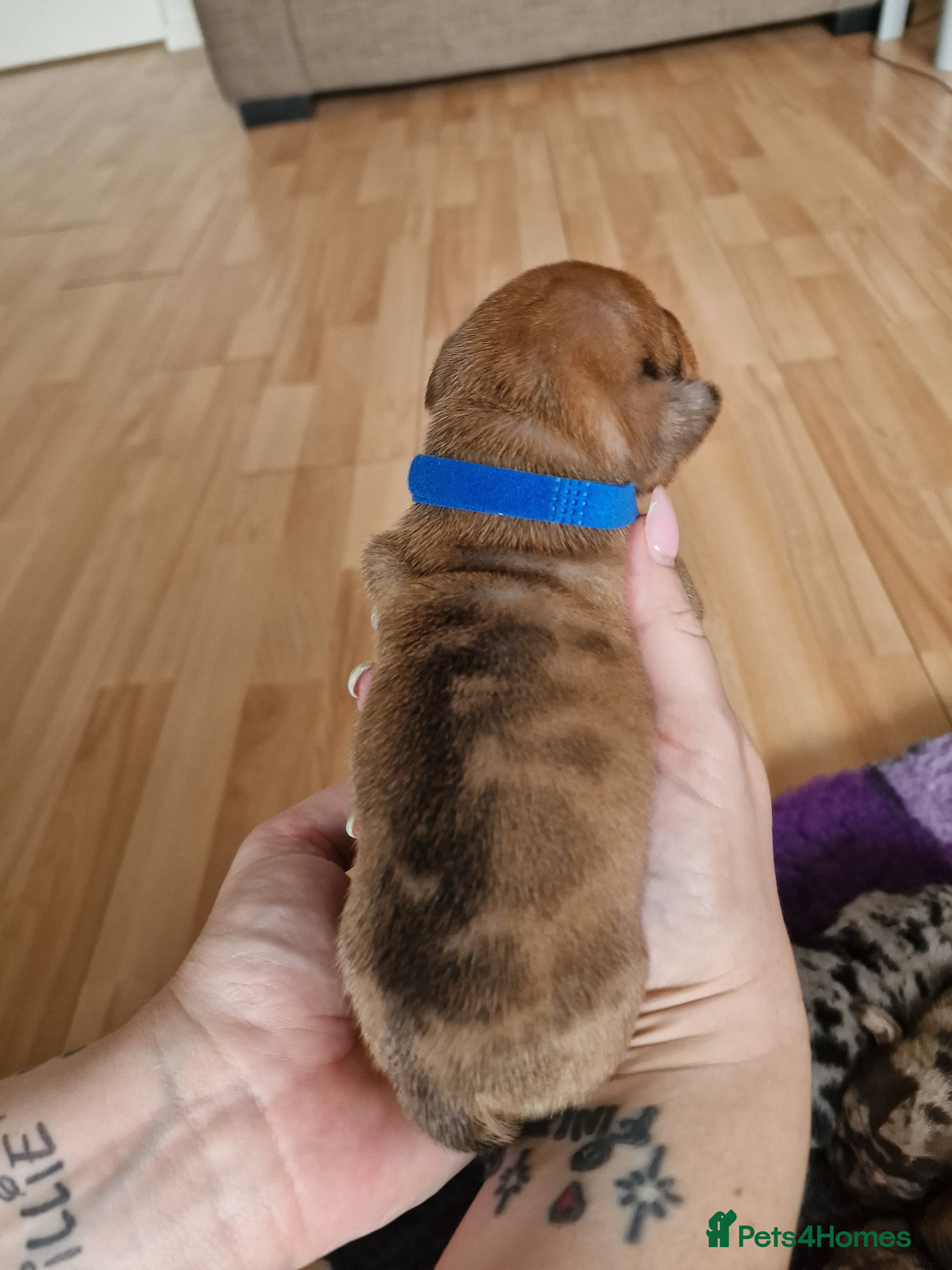 Mixed Breed dogs for sale: French Bulldog x Miniature Dachshund Puppies - Advert 22
