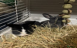 Mini Lion Lop rabbits for sale: lionlop baby bunny’s  - Image 5
