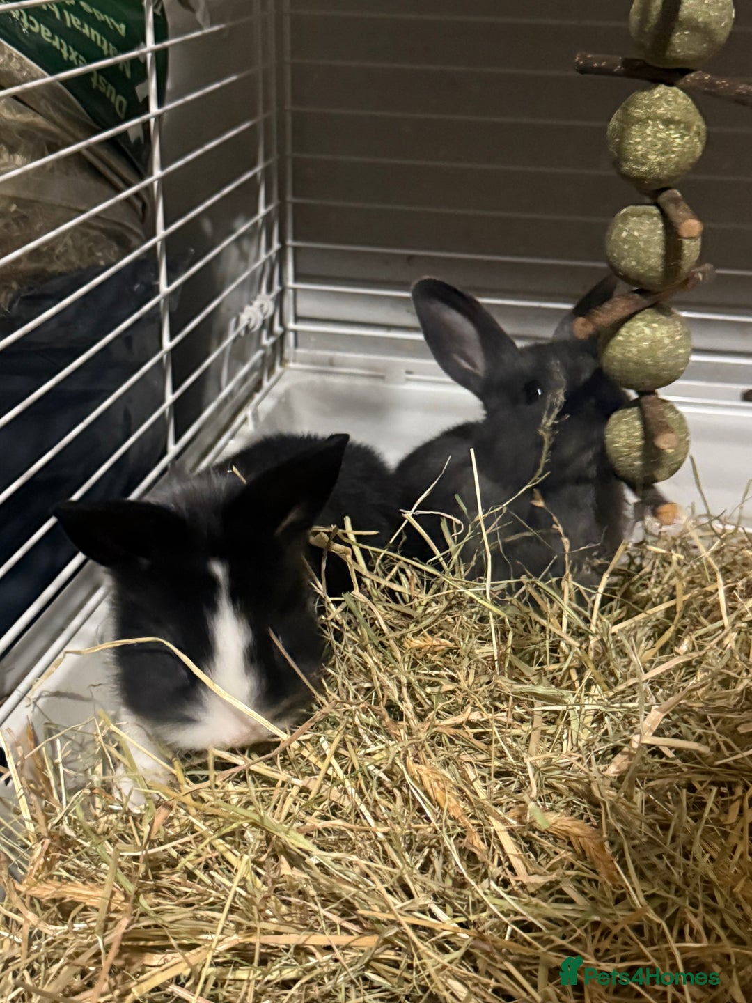 Mini Lion Lop rabbits for sale: lionlop baby bunny’s  - Image 5