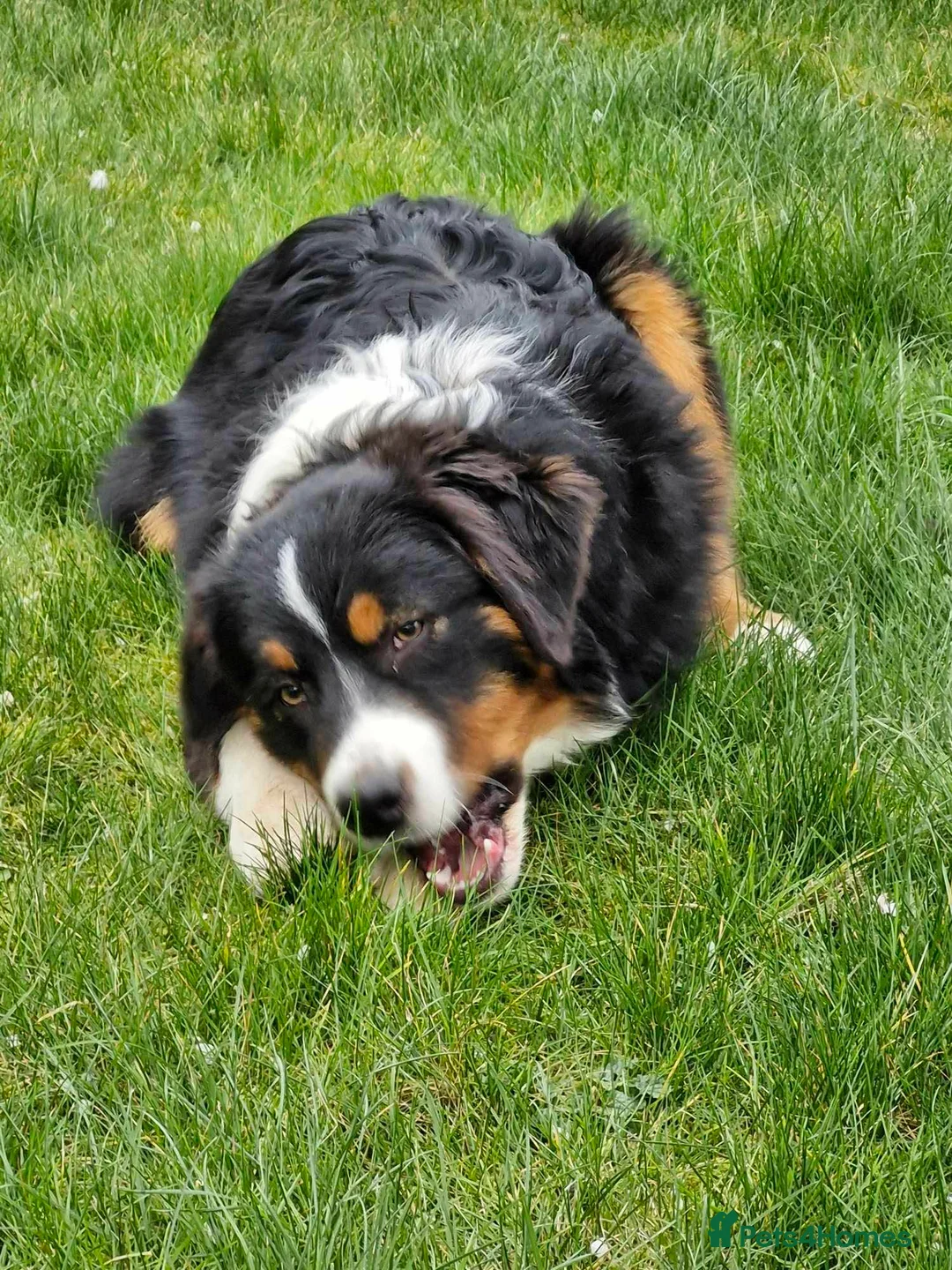 Australian Shepherd dogs for sale: Australian Shepherd Male - Advert 4