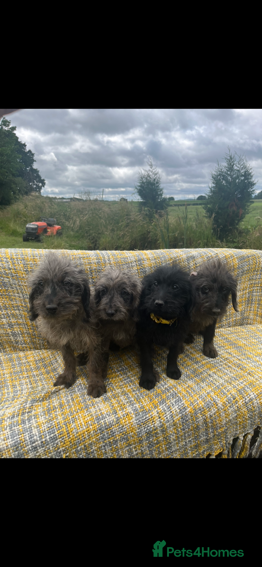 Labradoodle dogs for sale: Miniature labradoodles  - Image 3