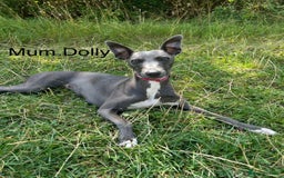 Whippet dogs for sale: Stunning KC whippet puppies  - Image 20