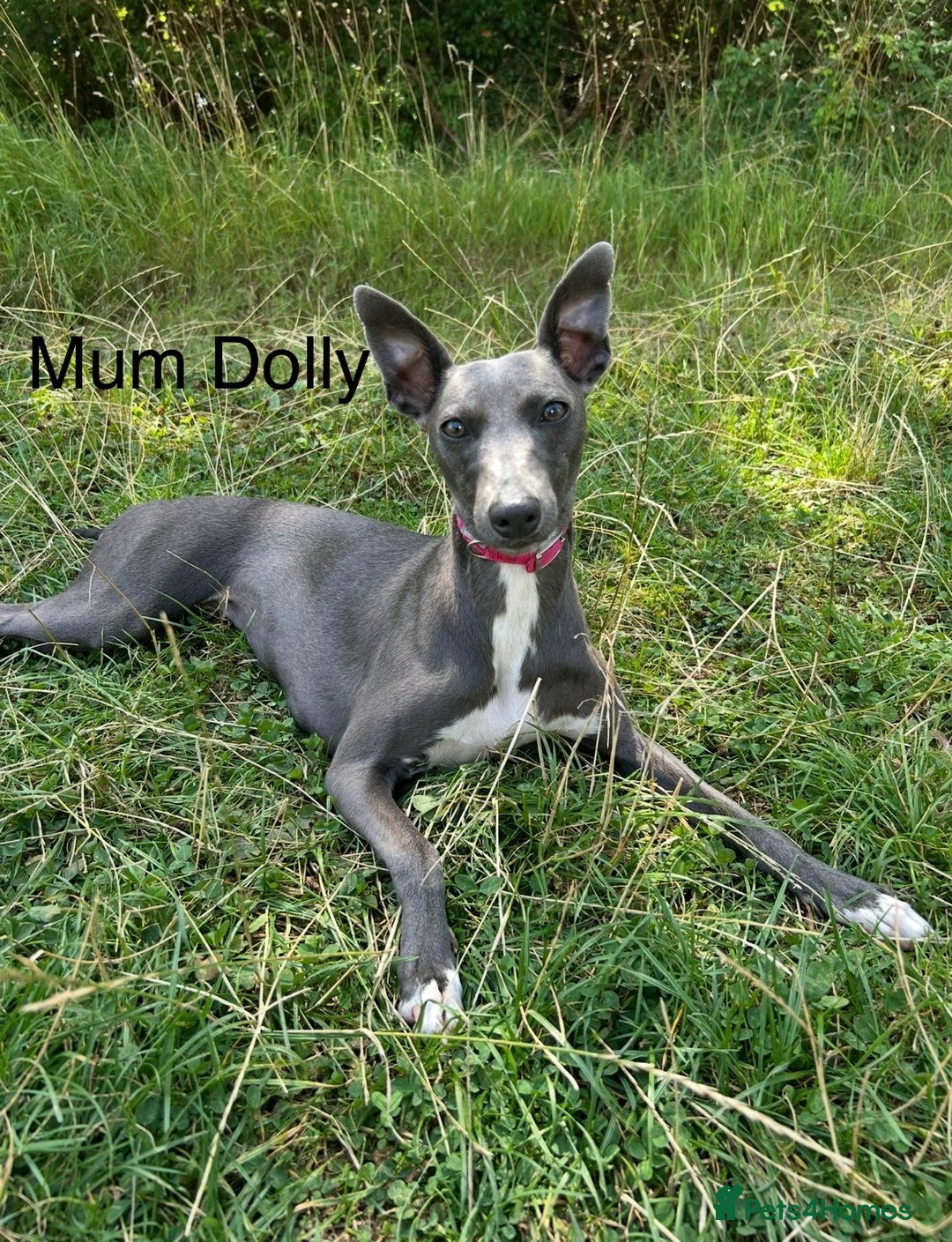 Whippet dogs for sale: Stunning KC whippet puppies  - Image 20
