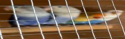 Lovebirds birds for sale: Four lovebirds for sale - Advert 5