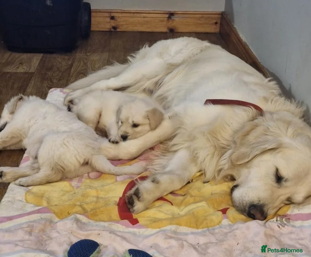 Golden Retriever dogs for sale: Golden retriever puppies - Advert 3