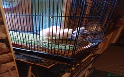 Chickens poultry for sale: Pure Breed American Silkie chicks  - Advert 6