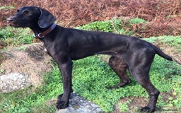 German Wirehaired Pointer dogs for sale: German Wire-haired Pointers of sale - Image 21