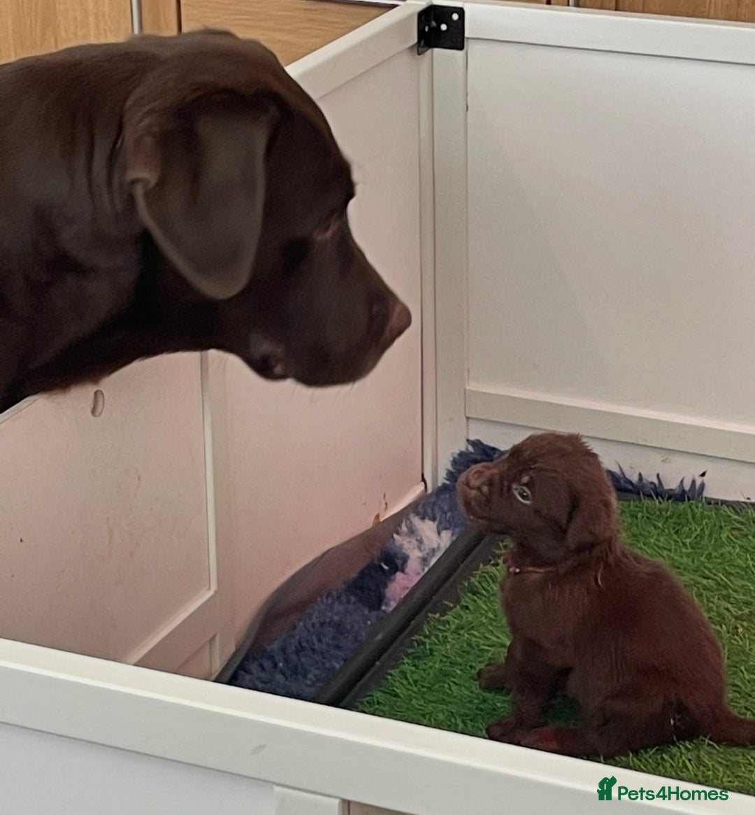 Labrador Retriever dogs for sale: KC registered Labrador pups - Advert 1