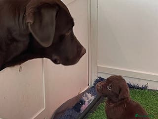 Labrador Retriever dogs KC registered Labrador pups - Advert 4