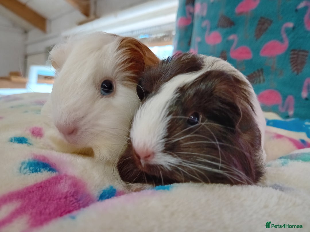 Guinea Pig rodents for sale: Baby Sheltie Sows/ Retired PE Self Golden Sow - Image 9