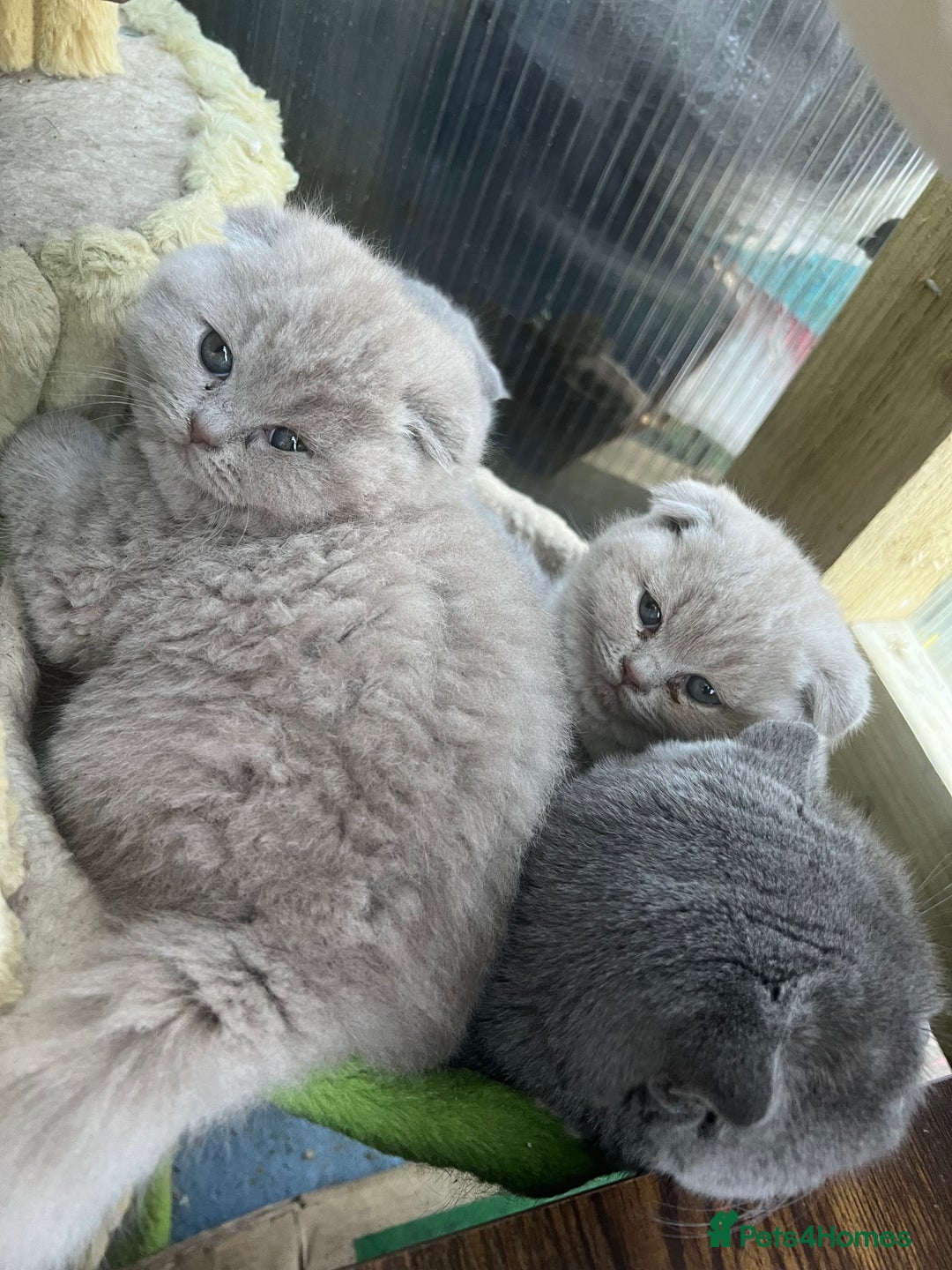 Mixed Breed cats for sale: Beautiful kittens available for loving homes. - Advert 2