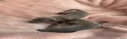 Italian Greyhound dogs for sale: PETITE KC Italian greyhound puppies Europ. lineage - Advert 14