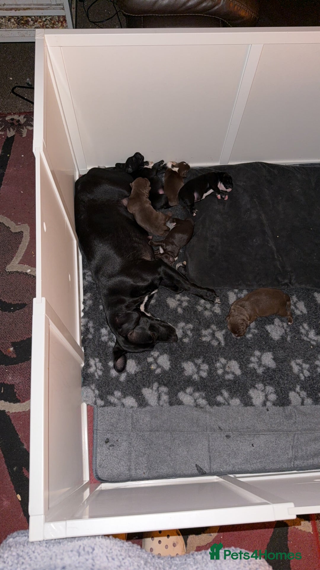 Mixed Breed dogs for sale: French bulldog/terrier cross  - Image 1