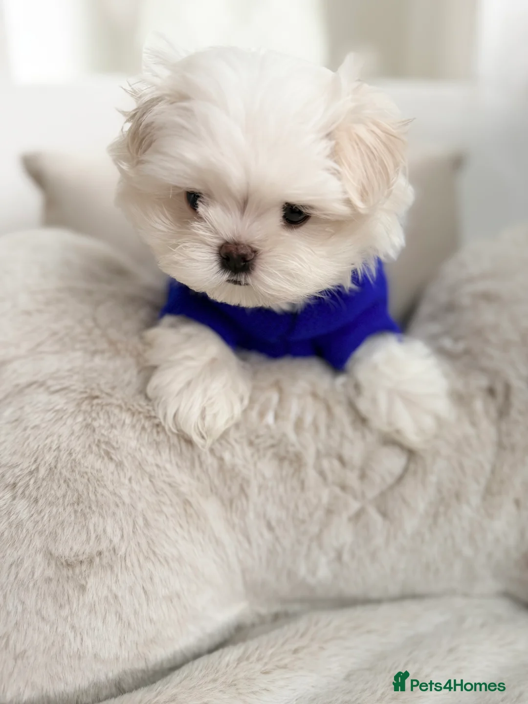 Maltese dogs for sale: Bambelina Full Korean Bloodline Maltese - Advert 6