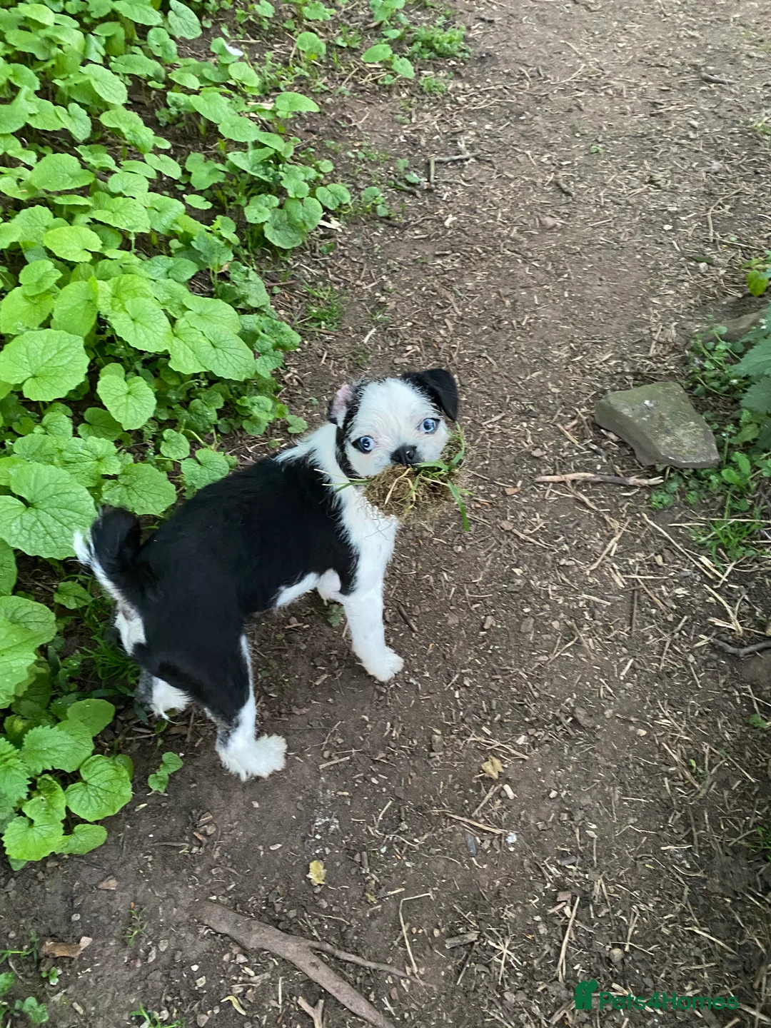 Pugapoo dogs for stud: Pugapoo, gorgeous panda pug boy for stud  - Advert 7
