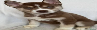 Siberian Husky Puppy 3 (SOLD)