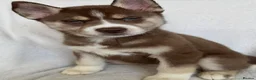 Siberian Husky dogs for sale: Siberian Huskey Puppies - Advert 3