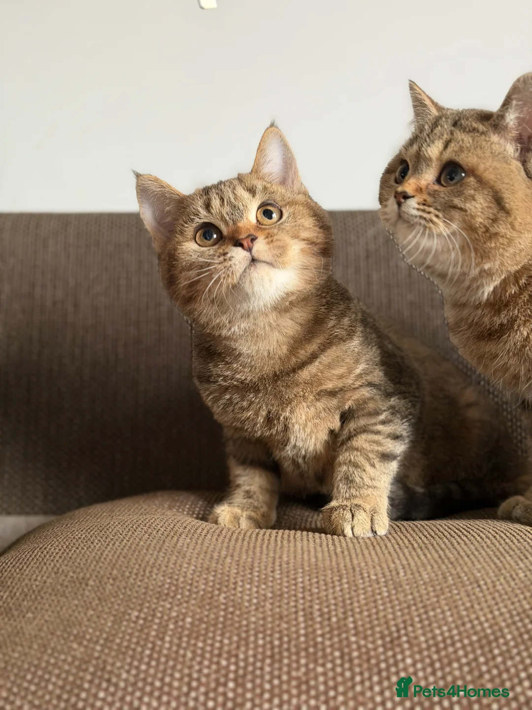 British Shorthair cats for sale: golden tabby british short hair M/F - Advert 7