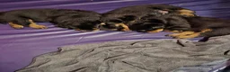 Rottweiler dogs for sale: Two lovely rotty pups boy is reserved  - Advert 2