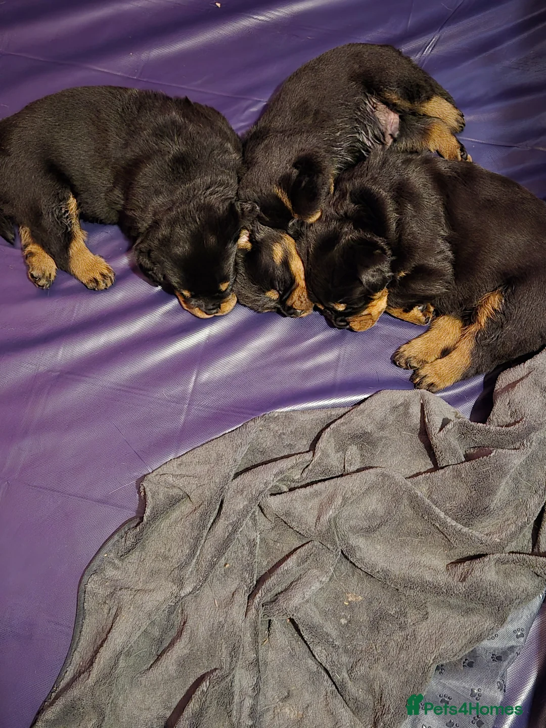 Rottweiler dogs for sale: Two lovely rotty pups boy is reserved  - Advert 2