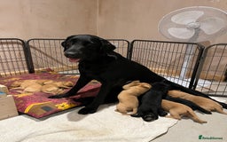 Labrador Retriever dogs for sale: Stunning fox red & black Labrador puppies  - Image 4