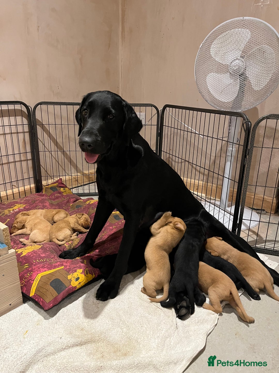 Labrador Retriever dogs for sale: Stunning fox red & black Labrador puppies  - Image 4