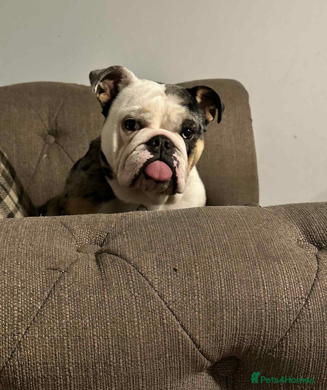 English Bulldog dogs for sale: Mable xx - Image 2