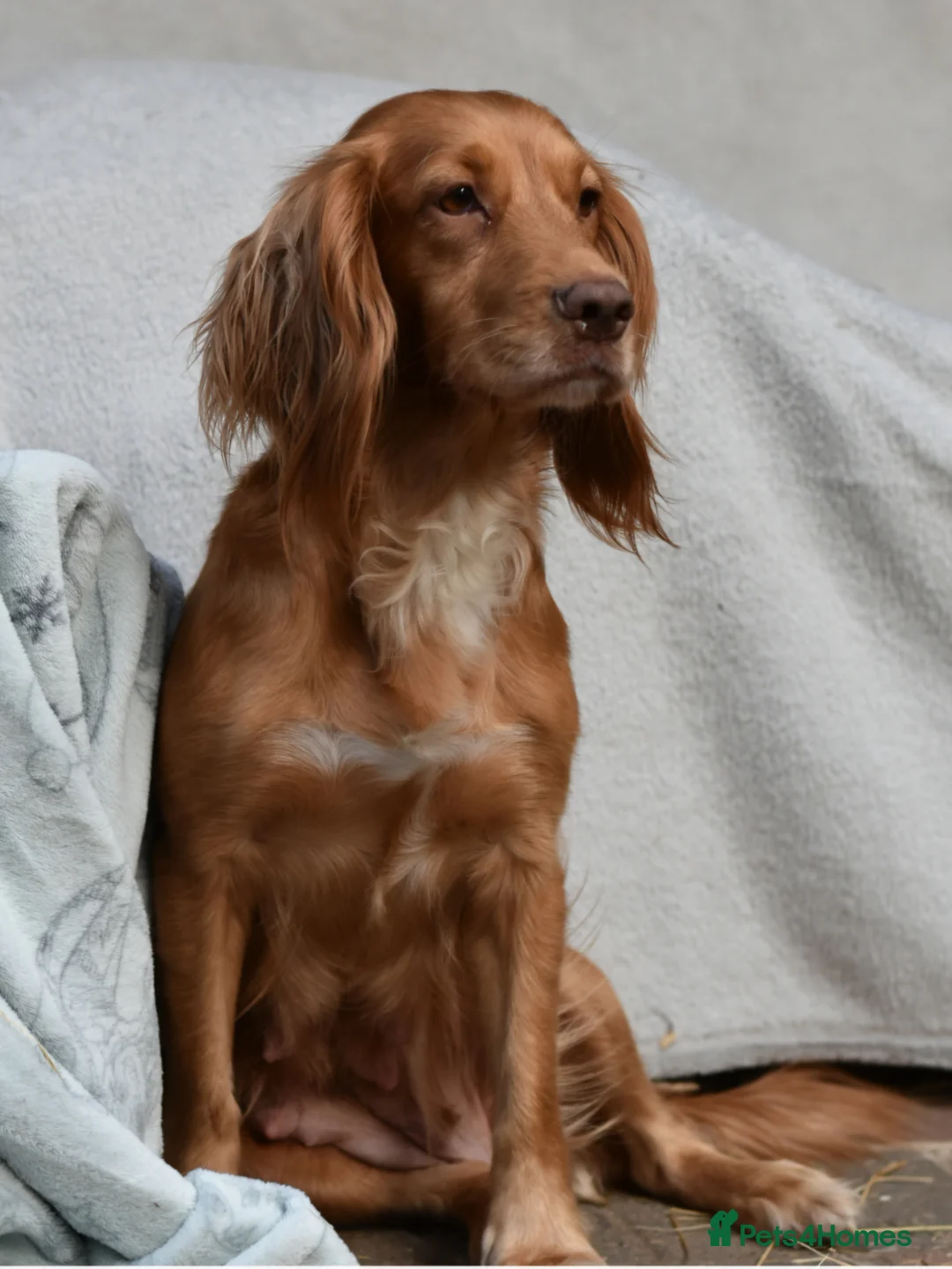 Cocker Spaniel dogs for sale: Working Cocker Spaniel Puppies  - Advert 14