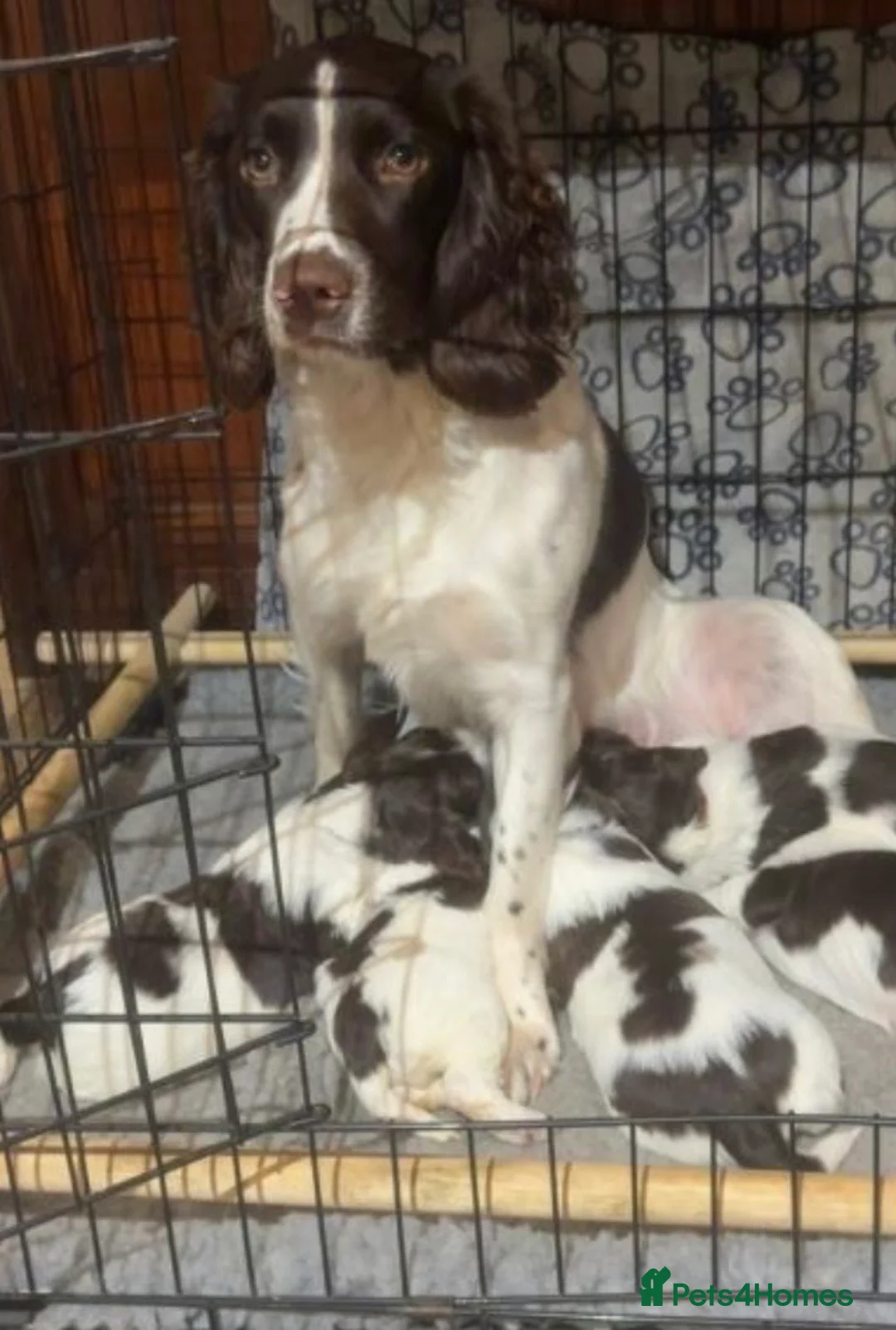 English Springer Spaniel dogs for sale: Female English springer spaniel  - Advert 4