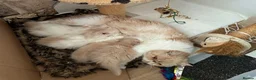 Exotic cats for sale: Exotic Persian  kittens - Advert 12