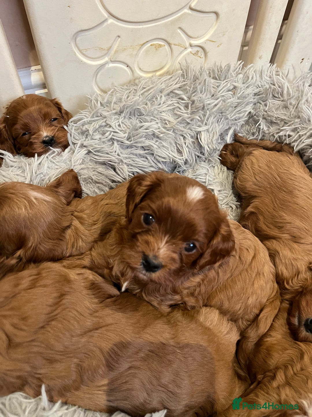 Cavapoo dogs for sale: Merlesque ⭐️⭐️⭐️⭐️⭐️F1 Cavapoos 200 DNA - Image 12