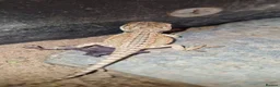 Bearded Dragon reptiles for sale: Bearded dragons - Advert 3