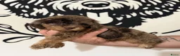 Cockapoo dogs for sale: Last Puppy remaining ❤️ f3 cockapoo puppies 🐾 - Advert 16