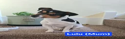 Jack Russell dogs for sale: Jack Russell Puppies - Ready June 3rd - Advert 2