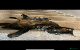 Bengal cats for sale: Snow & charcoal - Image 7
