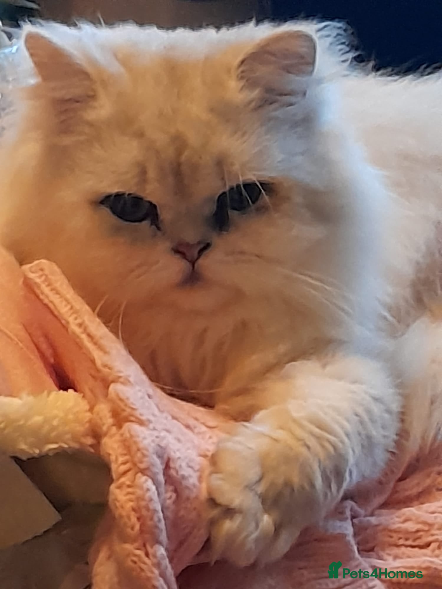 Persian cats Beautiful Persian chinchilla  - Advert 1