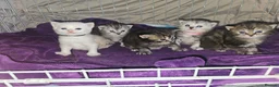 Mixed Breed cats for sale: Persian cross maincoon fluffy kittens  - Advert 10