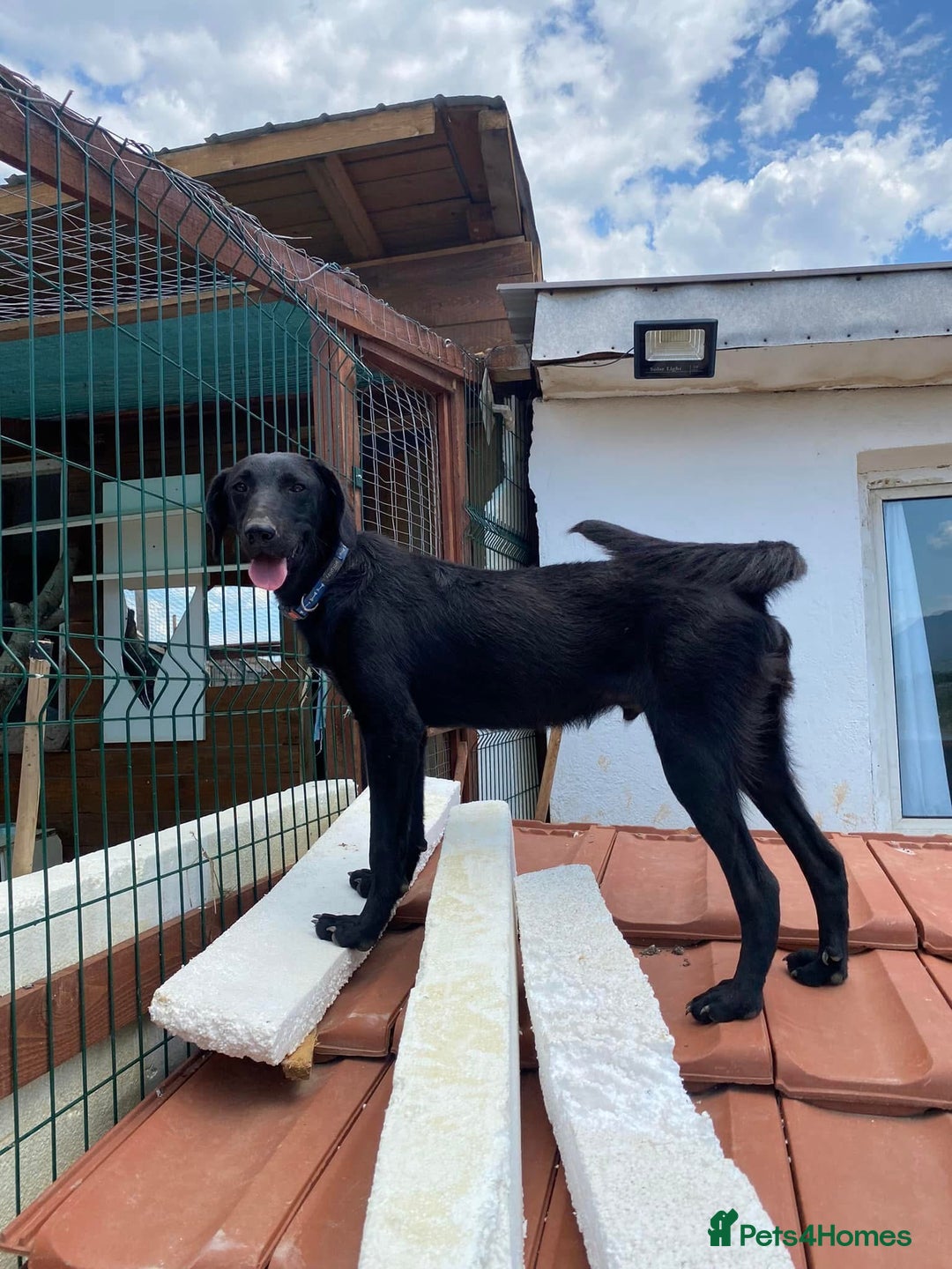 Mixed Breed dogs for adoption: Brave Bruno is Ready for His Forever Family! 🤎 - Image 4