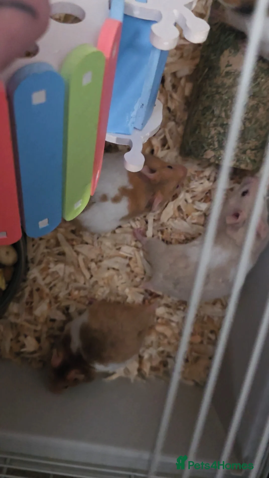 Hamster rodents for sale: Syrian hamsters various colours and genders - Advert 2