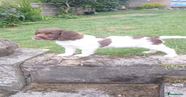 English Springer Spaniel dogs - Advert 2