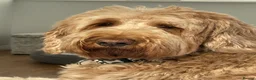 Goldendoodle dogs for sale: Multigenerational Goldendoodle Girls Licensed - Advert 29
