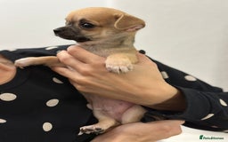 Chihuahua dogs for sale: Pure bred Chihuahua puppies - Image 5