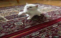 Ragdoll cats for sale: Adorable ragdoll kittens - Image 9